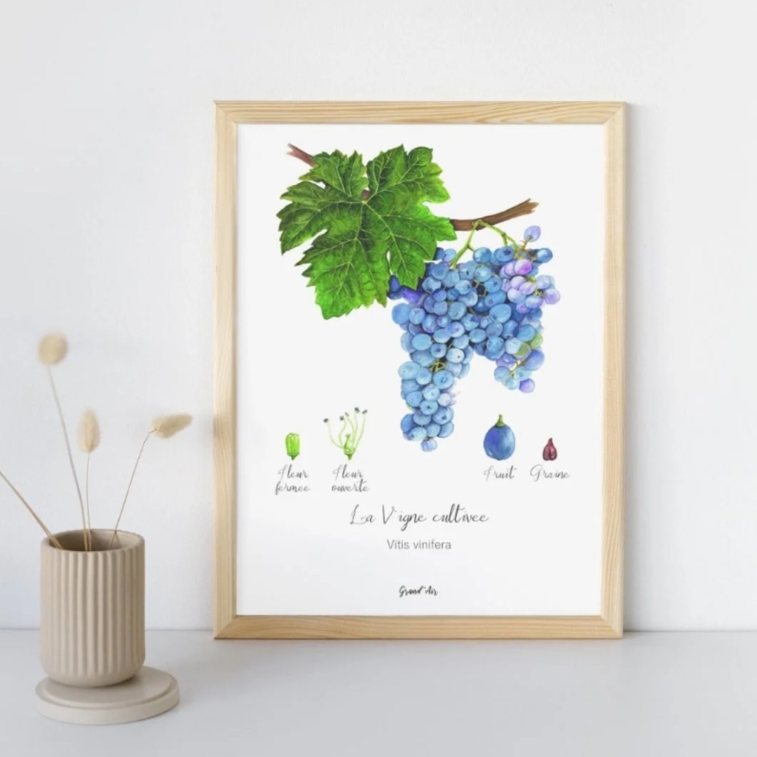 Affiche champagne vignes raisin Reims